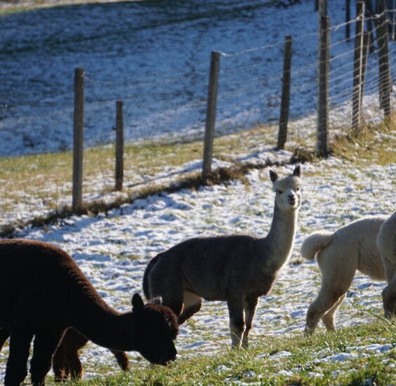 Weißes Alpaka im Lammertal